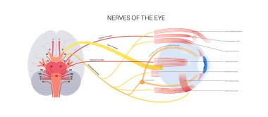 Göz anatomisi posterinin motor sinirleri. Abducens, troklear ve okülomotor sinirler insan beyninde. Kireç bezi ve kas, koordineli göz konumu. Duyusal ve motor fonksiyonlar vektör çizimi