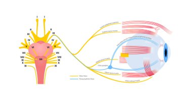 İnsan beyninde okülomotor sinir, göz anatomisi. Kafatası sinirleri posteri, motor ve parasempatik lifler. Hareket ve koordineli göz pozisyonu. Vestibulo oküler ve optokinetik refleks vektör çizimi