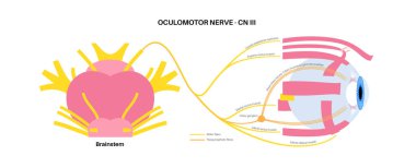 İnsan beyninde okülomotor sinir, göz anatomisi. Kafatası sinirleri posteri, motor ve parasempatik lifler. Hareket ve koordineli göz pozisyonu. Vestibulo oküler ve optokinetik refleks vektör çizimi