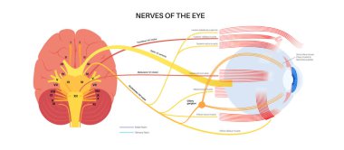 Motor nerves of the eye anatomy poster. Abducens, trochlear and oculomotor nerves in the human brain. Ciliary gland and muscle, coordinate eye position. Sensory and motor functions vector illustration clipart