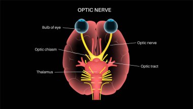 Optic nerve of the human eye anatomical poster. Sending visual messages from eye to brain. Second cranial nerve. Optic tract and chiasm. Thalamus, visual cortex and eyeballs flat vector illustration clipart