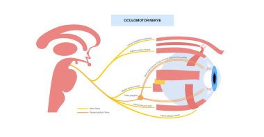 İnsan beyninde okülomotor sinir, göz anatomisi. Kafatası sinirleri posteri, motor ve parasempatik lifler. Hareket ve koordineli göz pozisyonu. Vestibulo oküler ve optokinetik refleks vektör çizimi