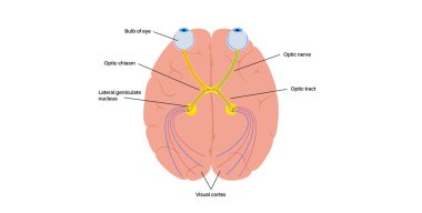 İnsan gözü anatomik posterinin optik sinirleri. Gözden beyine görsel mesajlar gönderiyor. İkinci kafatası sinirleri. Optik bölge ve kiazm. Thalamus, görsel korteks ve göz küreleri düz vektör çizimi