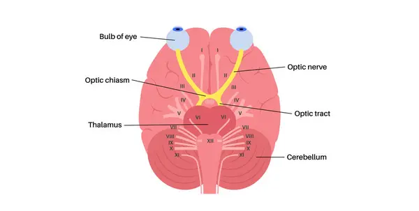 stock vector Optic nerve of the human eye anatomical poster. Sending visual messages from eye to brain. Second cranial nerve. Optic tract and chiasm. Thalamus, visual cortex and eyeballs flat vector illustration