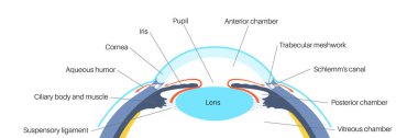 The posterior chamber, trabecular meshwork, and eye drainage. Crucial role in removing intraocular fluid. Intraocular pressure. Eye health concept, glaucoma treatment research vector illustration clipart