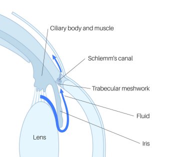 Arka oda, trabeküler meshwork ve göz drenajı. İntraoküler sıvının alınmasında çok önemli bir rol oynuyor. İntraoküler basınç. Göz sağlığı konsepti, glokom tedavisi araştırma vektörü illüstrasyonu