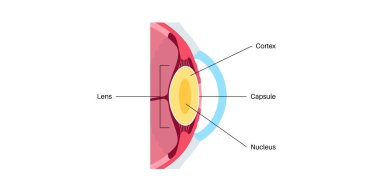 İnsan gözü anatomik posteri. Mercek, kapsül, korteks ve çekirdek şeması. İnsan görme sisteminin medikal düz vektör çizimi. Klinik veya eğitim için göz pankartı