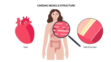 Kalp kası dokusu yapısı. Miyokardiyum anatomik poster. Kardiyomiyolit hücreleri. İnsan vücudundaki kalp duvarları, kas liflerinin gevşemesi ve kasılması düz vektör çizimi..