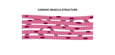 Kalp kası dokusu yapısı. Miyokardiyum anatomik poster. Kardiyomiyolit hücreleri. İnsan vücudundaki kalp duvarları, kas liflerinin gevşemesi ve kasılması düz vektör çizimi..