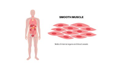 Düzgün kas dokusu yapısı. İç organlardan ve insan vücudundaki kan damarlarından oluşan duvarlar. Spindle şekilli miyolit. Bağırsak anatomisi, sindirim sistemi şeması, tıbbi düz vektör çizimi..