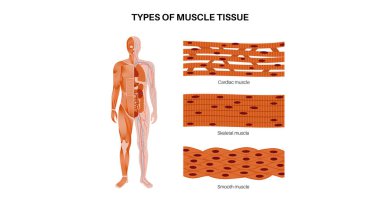 Types of human muscle tissue infographic. Cardiac, smooth, and skeletal muscle fibers. Walls of the heart, visceral organs and blood vessels. Skeleton with joints and and ligaments vector illustration clipart