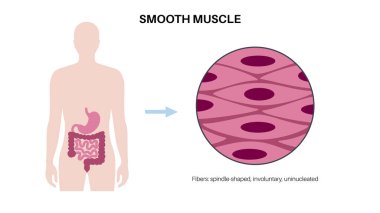 Smooth muscle tissue structure. Walls of internal organs and blood vessels in the human body. Spindle shaped myocyte. Intestine anatomy, digestive system diagram, medical flat vector illustration. clipart