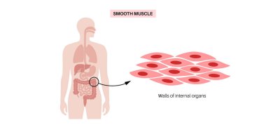 Düzgün kas dokusu yapısı. İç organlardan ve insan vücudundaki kan damarlarından oluşan duvarlar. Spindle şekilli miyolit. Bağırsak anatomisi, sindirim sistemi şeması, tıbbi düz vektör çizimi..
