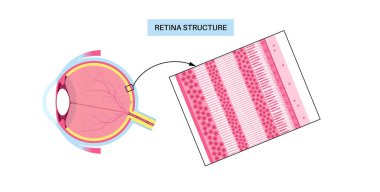 Retina yapısı anatomik poster. Gözdeki en derin katmanın entrikası. Göz küresinin arka kısmı. Fotoreseptör, nöronal ve glial hücreler, koni ve çubuk diyagramı, vektör çizimi