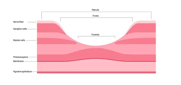 stock vector Macula fovea and foveola structure anatomy. Scheme of retina layer in the eye. Posterior portion of the eyeball. Photoreceptor, neuronal and glial cells, cones and rods diagram, vector illustration