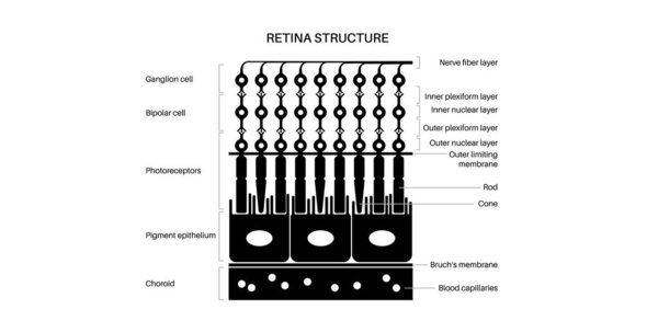 Retina structure anatomical poster. Scheme of the innermost layer in the eye. Posterior portion of the eyeball. Photoreceptor, neuronal and glial cells, cones and rods diagram, vector illustration