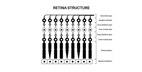Retina structure anatomical poster. Scheme of the innermost layer in the eye. Posterior portion of the eyeball. Photoreceptor, neuronal and glial cells, cones and rods diagram, vector illustration