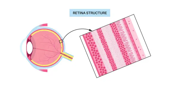 stock vector Retina structure anatomical poster. Scheme of the innermost layer in the eye. Posterior portion of the eyeball. Photoreceptor, neuronal and glial cells, cones and rods diagram, vector illustration