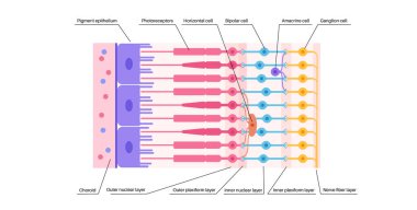 Retina yapısı anatomik poster. Gözdeki en derin katmanın entrikası. Göz küresinin arka kısmı. Fotoreseptör, nöronal ve glial hücreler, koni ve çubuk diyagramı, vektör çizimi