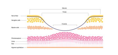 Macula fovea ve foveola yapı anatomisi. Gözde retina katmanı şeması. Göz küresinin arka kısmı. Fotoreseptör, nöronal ve glial hücreler, koni ve çubuk diyagramı, vektör çizimi