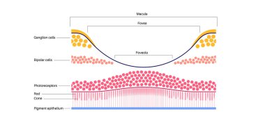 Macula fovea ve foveola yapı anatomisi. Gözde retina katmanı şeması. Göz küresinin arka kısmı. Fotoreseptör, nöronal ve glial hücreler, koni ve çubuk diyagramı, vektör çizimi