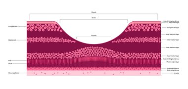 Macula fovea ve foveola yapı anatomisi. Gözde retina katmanı şeması. Göz küresinin arka kısmı. Fotoreseptör, nöronal ve glial hücreler, koni ve çubuk diyagramı, vektör çizimi