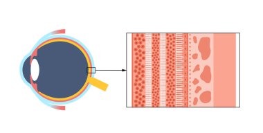 Retina yapısı anatomik poster. Gözdeki en derin katmanın entrikası. Göz küresinin arka kısmı. Fotoreseptör, nöronal ve glial hücreler, koni ve çubuk diyagramı, vektör çizimi