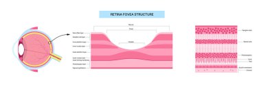 Macula fovea ve foveola yapı anatomisi. Gözde retina katmanı şeması. Göz küresinin arka kısmı. Fotoreseptör, nöronal ve glial hücreler, koni ve çubuk diyagramı, vektör çizimi