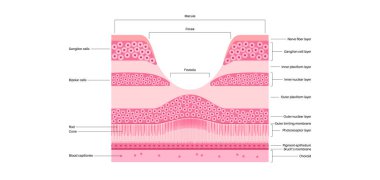 Macula fovea ve foveola yapı anatomisi. Gözde retina katmanı şeması. Göz küresinin arka kısmı. Fotoreseptör, nöronal ve glial hücreler, koni ve çubuk diyagramı, vektör çizimi