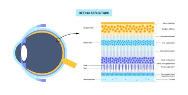 Retina yapısı anatomik poster. Gözdeki en derin katmanın entrikası. Göz küresinin arka kısmı. Fotoreseptör, nöronal ve glial hücreler, koni ve çubuk diyagramı, vektör çizimi