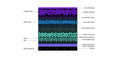 Retina yapısı anatomik poster. Gözdeki en derin katmanın entrikası. Göz küresinin arka kısmı. Fotoreseptör, nöronal ve glial hücreler, koni ve çubuk diyagramı, vektör çizimi