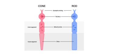 Fotoreseptörler anatomik poster. Retinadaki hücreler ışığa tepki veriyor. Koniler, çubuklar ve krep gibi yapılar. İnsan görme sistemi tıbbi afiş düz vektör illüstrasyonu