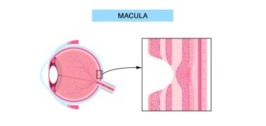 Macula fovea ve foveola yapı anatomisi. Gözde retina katmanı şeması. Göz küresinin arka kısmı. Fotoreseptör, nöronal ve glial hücreler, koni ve çubuk diyagramı, vektör çizimi