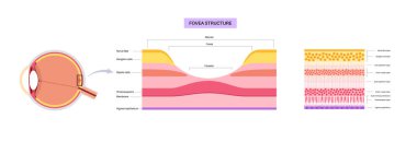 Macula fovea ve foveola yapı anatomisi. Gözde retina katmanı şeması. Göz küresinin arka kısmı. Fotoreseptör, nöronal ve glial hücreler, koni ve çubuk diyagramı, vektör çizimi