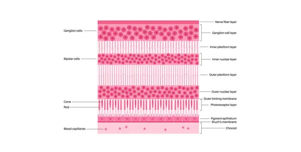 stock vector Retina structure anatomical poster. Scheme of the innermost layer in the eye. Posterior portion of the eyeball. Photoreceptor, neuronal and glial cells, cones and rods diagram, vector illustration