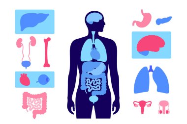 İnsan vücudundaki iç organlar. Sindirim, solunum, idrar ve üreme organlarıyla ilgili anatomik diyagram erkek siluetinde simgeler, biyolojik sistemin tıbbi düz vektör çizimi