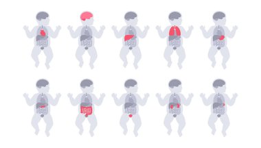 Bebek vücudunda iç organlar. Çocuk siluetinde sindirim, solunum, idrar ve endokrin sistemleriyle anatomik diyagram, yenidoğan biyolojik sisteminin tıbbi vektör çizimi