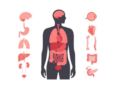İnsan vücudundaki iç organlar bilgi içeriyor. Biyolojik sistemin hayati parçaları. Erkek siluetinde sindirim, solunum ve idrar sistemleriyle anatomik diyagram