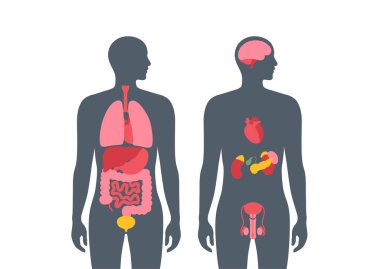 İnsan vücudundaki iç organlar. Erkek siluetinde sindirim, solunum, idrar, endokrin ve üreme sistemleriyle anatomik diyagram, biyolojik sistem simgelerinin vektör çizimi