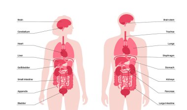 İnsan vücudundaki iç organlar bilgi içeriyor. Biyolojik sistemin hayati parçaları. Erkek ve kadın siluet çizimlerinde sindirim, solunum ve idrar sistemleriyle anatomik diyagram