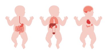 Bebek vücudunda iç organlar. Çocuk siluetinde sindirim, solunum, idrar ve endokrin sistemleriyle anatomik diyagram, yenidoğan biyolojik sisteminin tıbbi vektör çizimi