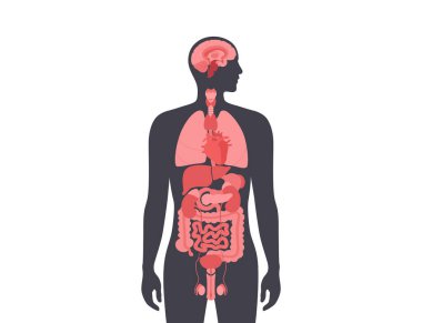 İnsan vücudundaki iç organlar. Erkek siluetinde sindirim, solunum, idrar, endokrin ve üreme sistemleriyle anatomik diyagram, biyolojik sistem simgelerinin vektör çizimi