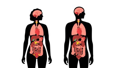 İnsan vücudundaki iç organlar bilgi içeriyor. Biyolojik sistemin hayati parçaları. Erkek ve kadın siluet çizimlerinde sindirim, solunum ve idrar sistemleriyle anatomik diyagram