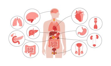 İnsan vücudundaki iç organlar. Erkek siluetinde sindirim, solunum, idrar, endokrin ve üreme sistemleriyle anatomik diyagram, biyolojik sistem simgelerinin vektör çizimi