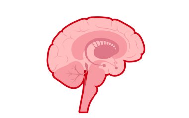 Beynin koruyucu katmanları ve omuriliğinde menenjit akut ya da kronik iltihaplanma. Meninges hastalığı posteri. Bakteriler, virüsler, mantarlar, parazitler insan kafası düz vektör illüstrasyonunda