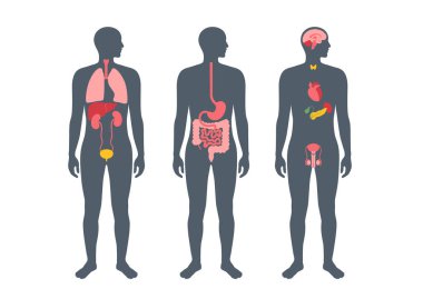 İnsan vücudundaki iç organlar. Erkek siluetinde sindirim, solunum, idrar, endokrin ve üreme sistemleriyle anatomik diyagram, biyolojik sistem simgelerinin vektör çizimi
