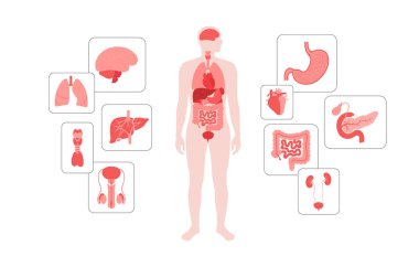 İnsan vücudundaki iç organlar. Erkek siluetinde sindirim, solunum, idrar, endokrin ve üreme sistemleriyle anatomik diyagram, biyolojik sistem simgelerinin vektör çizimi