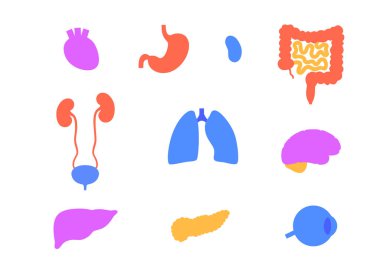 İnsan vücudundaki iç organlar bilgi posteri. Biyolojik sistemin hayati parçaları. Sindirim, solunum ve idrar sistemleri tıbbi vektör çizimleriyle anatomik eğitim diyagramı