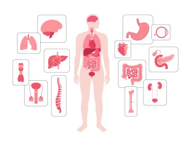 İnsan vücudundaki iç organlar. Erkek siluetinde sindirim, solunum, idrar, endokrin ve üreme sistemleriyle anatomik diyagram, biyolojik sistem simgelerinin vektör çizimi