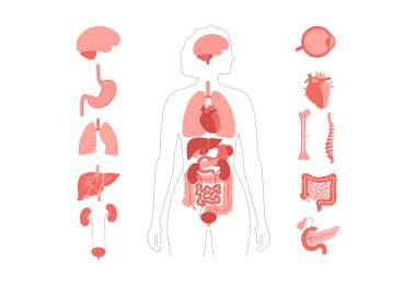 İnsan vücudundaki iç organlar bilgi içeriyor. Biyolojik sistemin hayati parçaları. Kadın silüetinde sindirim, solunum ve idrar sistemleriyle anatomik diyagram